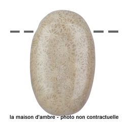 Corail Pétrifié Pierre Percée