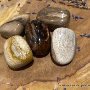 Bois Fossilisé Pierre Roulée