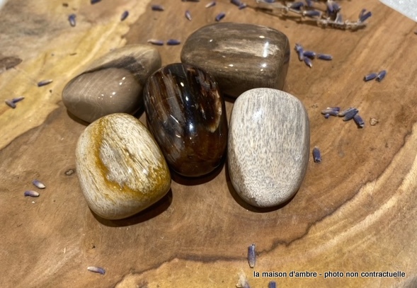 Bois Fossilisé Pierre Roulée